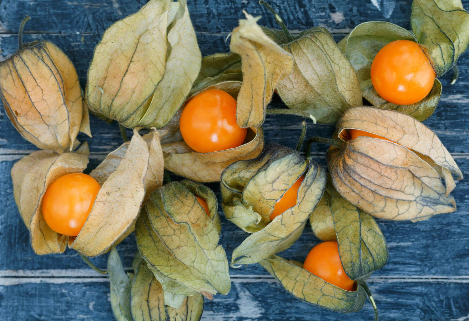 Altın Çilek Nedir? Altın Çilek Faydaları Nelerdir?