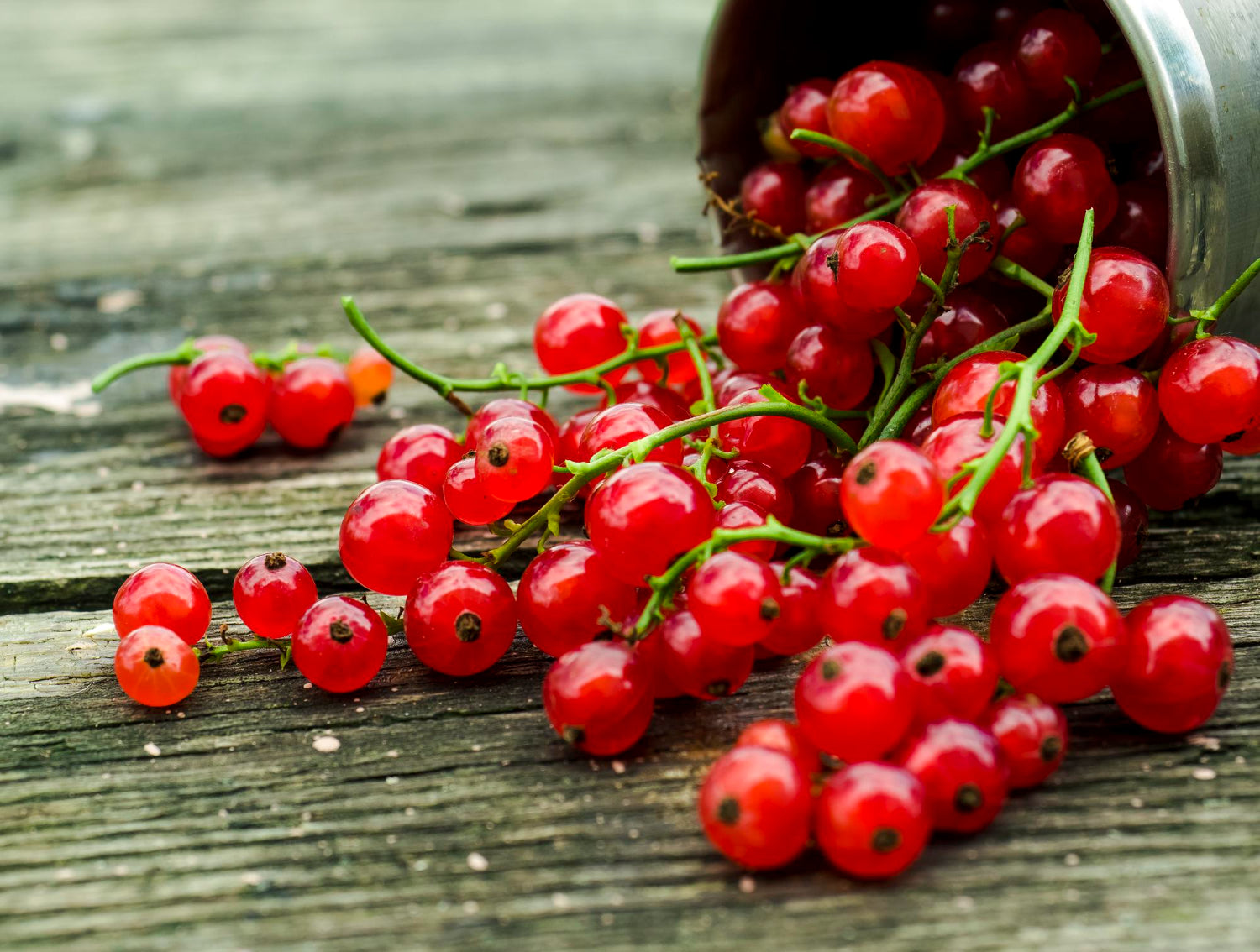 Frenk Üzümü Nedir? Frenk Üzümü Faydaları Nelerdir?